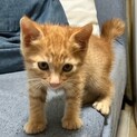 子猫の里親さん募集しています。
