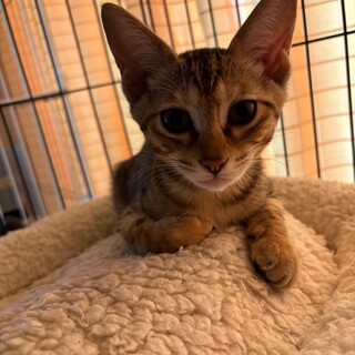 なでなでも悪くないわね♡けいちゃん