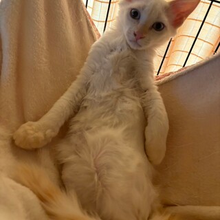 美しい長毛男子になる予感♡からすみ