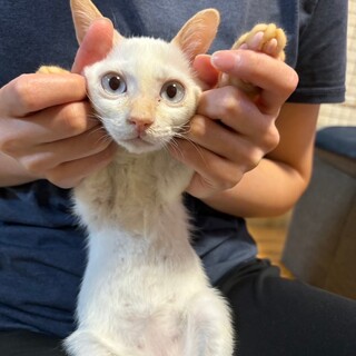 シャムMIXの甘えんぼくん♡ごへい