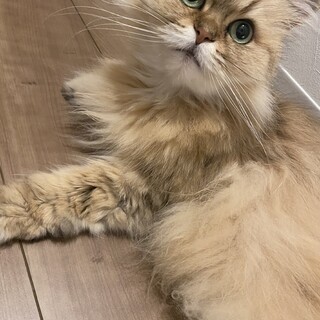 もふもふの可愛いこです