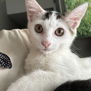 白地にキジトラ、可愛い大人しい男の子・約４ヶ月弱