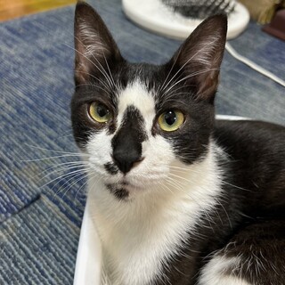 遊んでアピールが可愛い　スパロウ