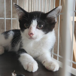 ちいさなハチワレの女の子　うめちゃん