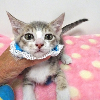 なれなれ♪パステルグレーキジ白♪メルくん ２ヵ月