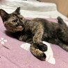 人が大好き。甘えん坊のサビ猫ちゃん サムネイル3