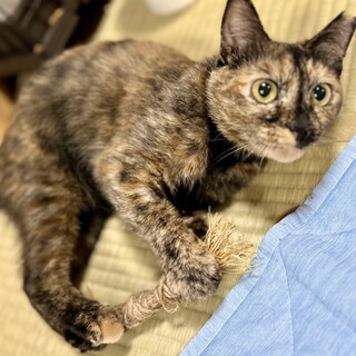 人が大好き。甘えん坊のサビ猫ちゃん