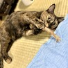 人が大好き。甘えん坊のサビ猫ちゃん サムネイル2