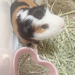 クレスデッドモルモット オス