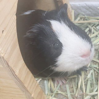 イングリッシュモルモット オス