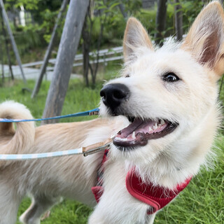石垣島からの贈り物～雑種パピーのアントン