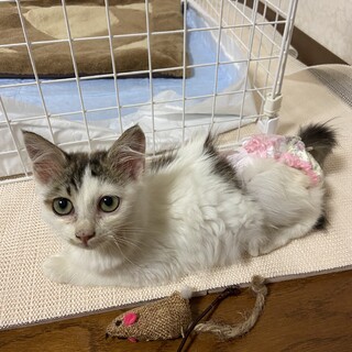 ハンデがあってもお世話したいという方