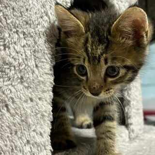 キジトラ仔猫3か月オスのチャー君