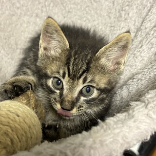 キジトラ仔猫3か月オスのビー君