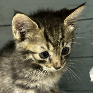 キジトラ仔猫3ヶ月メスちーちゃん