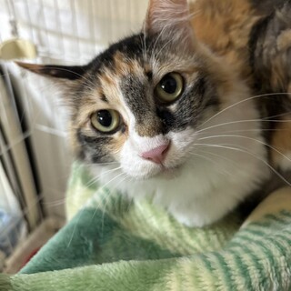 元飼い猫でスリゴロ・うたちゃん