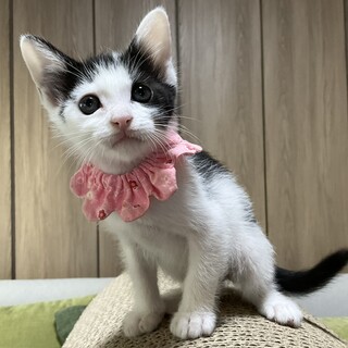 エイズ妖精、賑やかしの陽キャ、春です♡