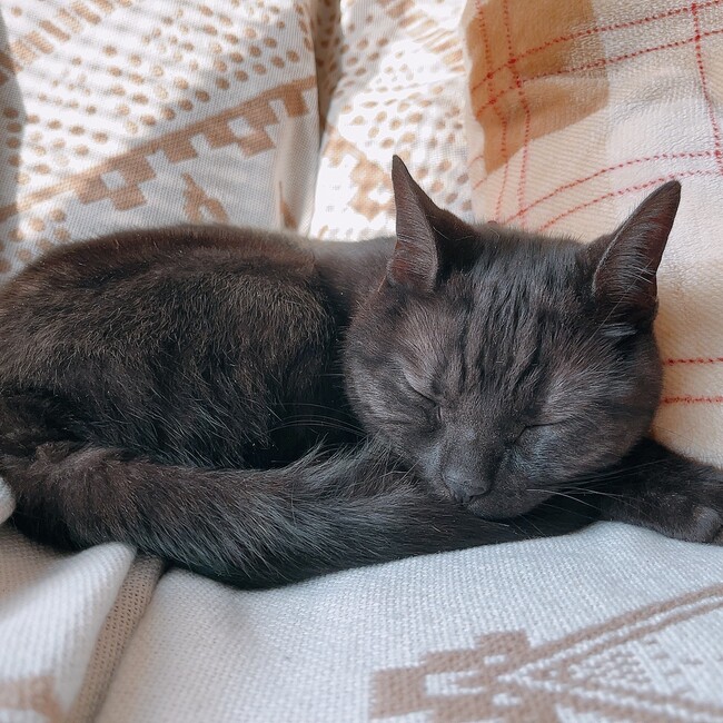 モエリのカバー写真