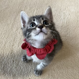 エイズ妖精、食いしん坊ガールの夏です♡