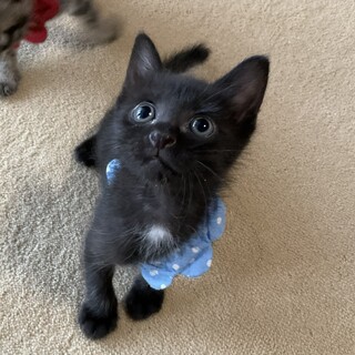 エイズ妖精、とっても甘えたさんの秋です♡