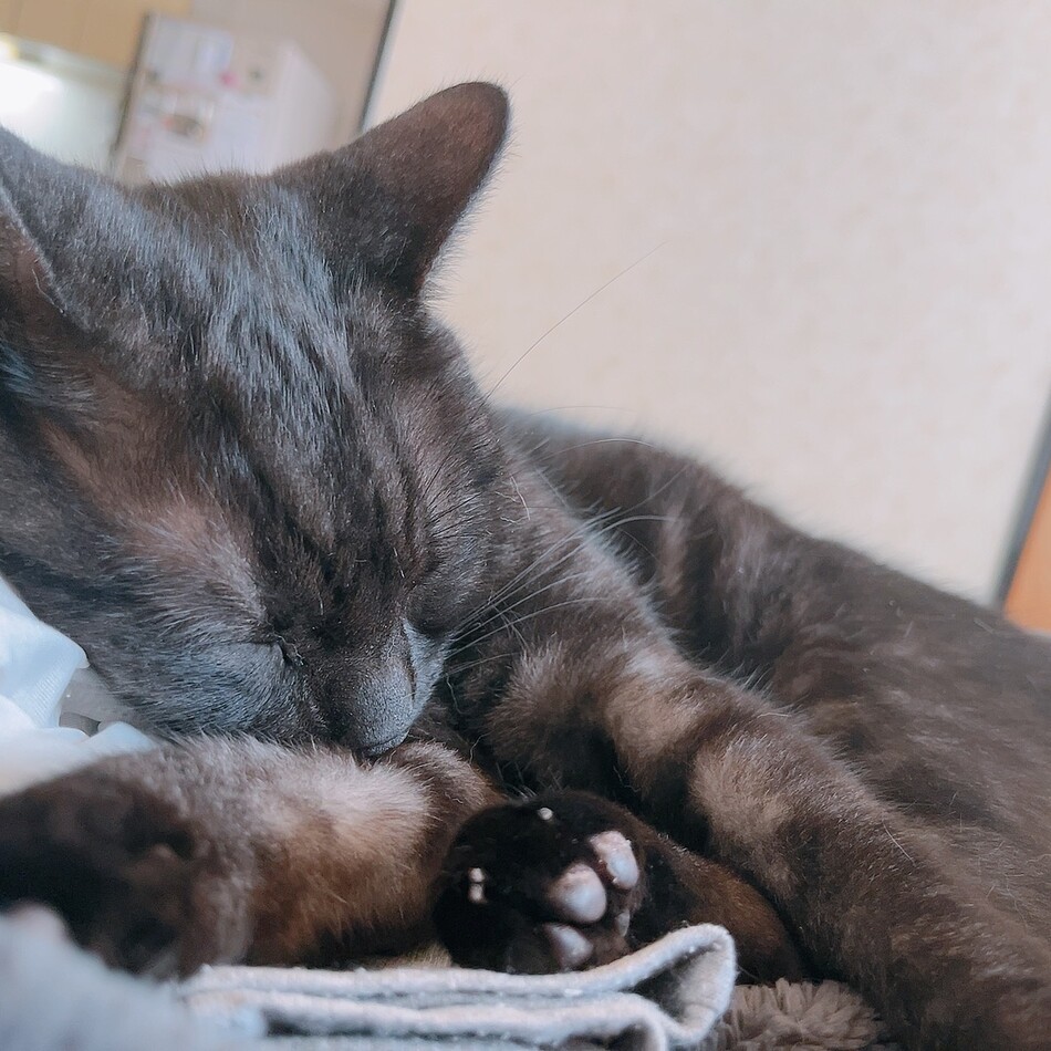 ぼんのカバー写真