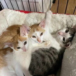 in江南市☆子猫たくさん！保護猫をオウチに迎えよう☆2024年8月11日（日）～ちーむ にゃいんず