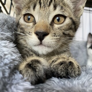 人馴れバッチリ　チハルちゃん