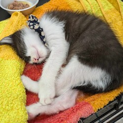 in岡崎市☆子猫たくさん！保護猫をオウチに迎えよう☆2024年8月12日（祝）～ちーむ にゃいんず