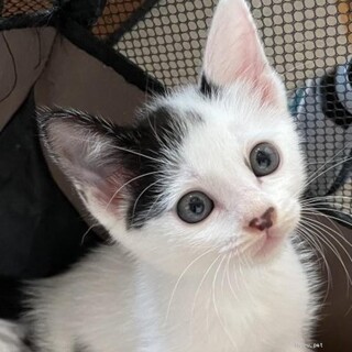 少し長毛、わんこOK。白黒子猫兄妹生後１か月