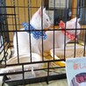 捨て猫のいっちゃん サムネイル7