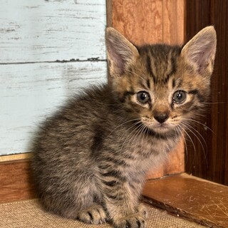 キジトラ3ヶ月オス うー君