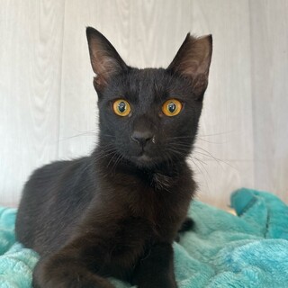 おやつも遊ぶのも大好き黒猫・純也くん
