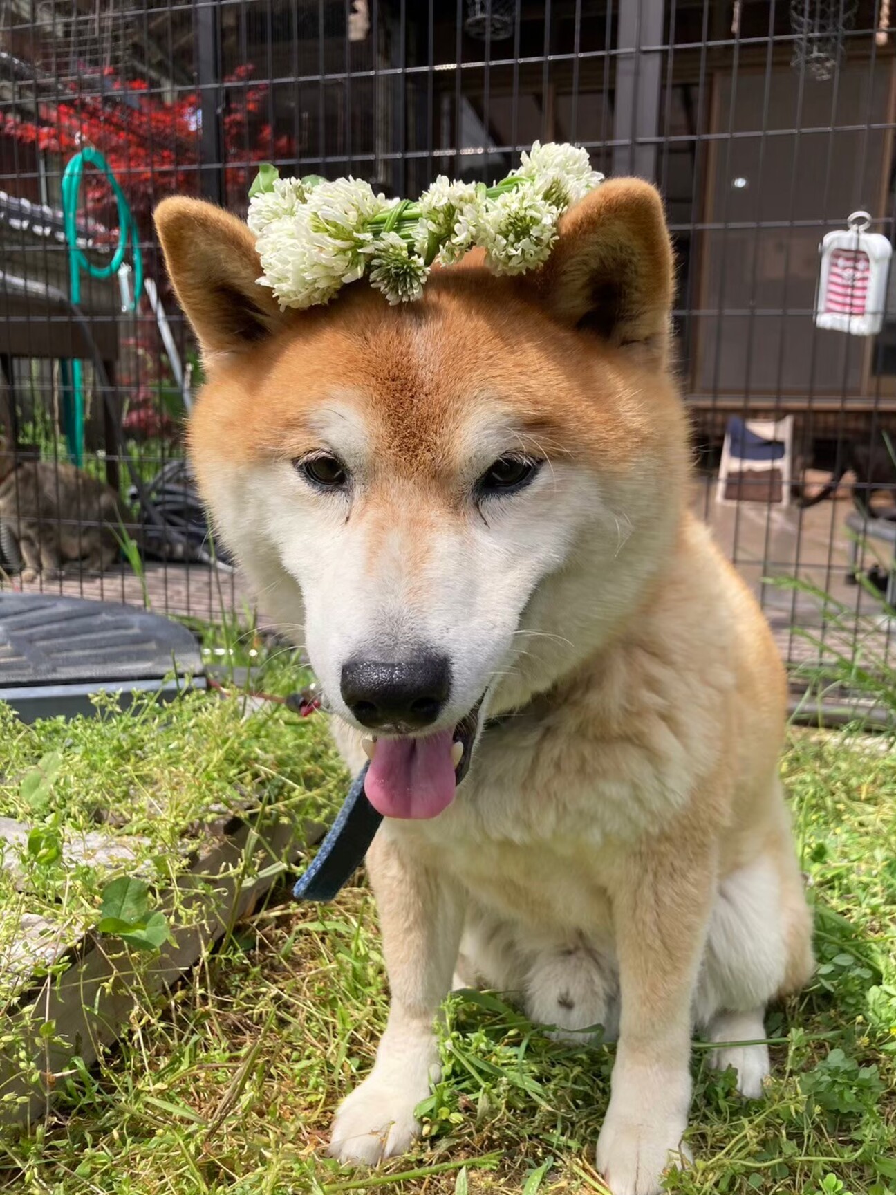 柴犬のクマ シバ愛好家さん必見！柴犬のクマ」兵庫県 - 犬の里親募集(496391) 1枚