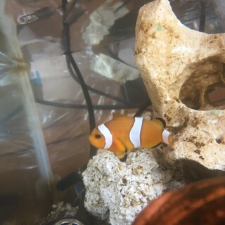 カクレクマノミ