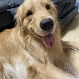 【再投稿】1歳と7ヶ月のゴールデンレトリバー
