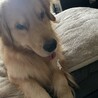 【再投稿】1歳と7ヶ月のゴールデンレトリバー サムネイル2