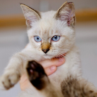 ふぅ坊♡家族ができました