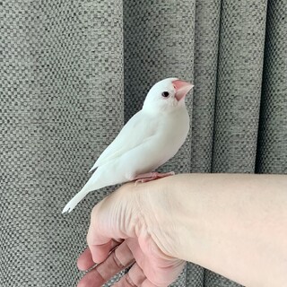 白文鳥　