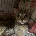 甘えん坊のびーだま（レモン猫）