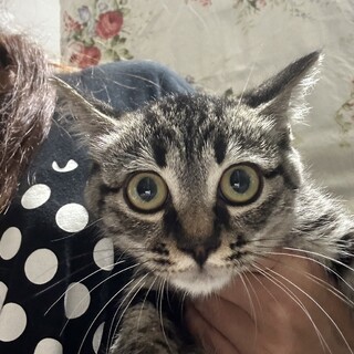 クリクリおめめの甘えんぼ♡おはじき