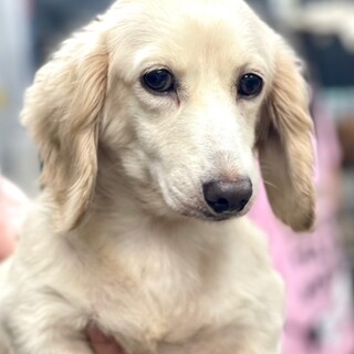 24-W185 超美形の」滋賀県 - 犬の里親募集(496416) :: ペットの