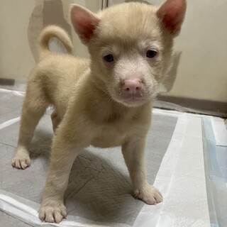 運良く保護された子。幸せになって欲しいです