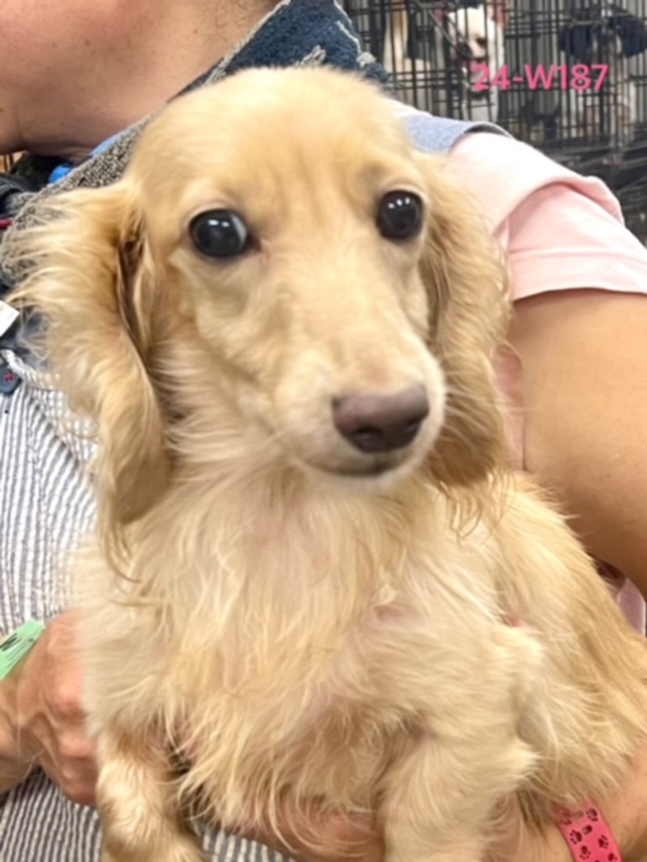 24-W187 シッポブ」滋賀県 - 犬の里親募集(496423) :: ペットの