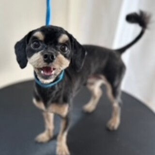 元気いっぱいシュナプーのソラン君