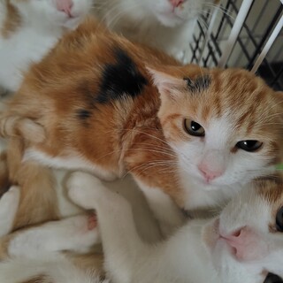 みたらしファミリー★かすてら★黒ぶちの三毛