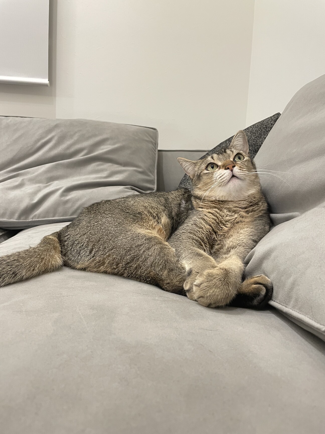 はむねこさま確認ページ♡ ONEKOSAMA OINUSAMA 猫 入口パッド 高さ調節 トイレ 猫トイレ