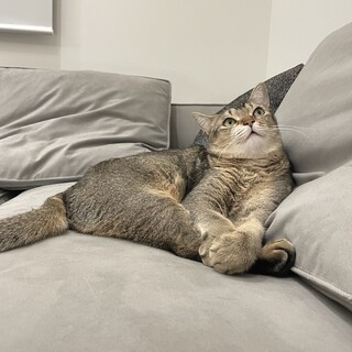 アビシニアンxシャムMIXの弟ちゃん