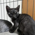 珍しいブラックスモークいぶしちゃん子猫里親募集