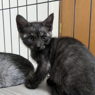 珍しいブラックスモークいぶしちゃん子猫里親募集