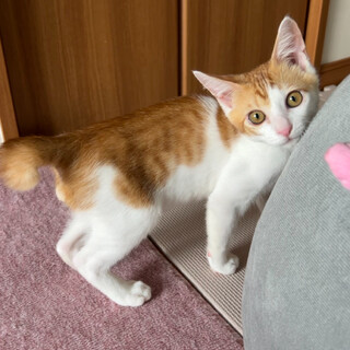 甘ったれ茶白くん♡生後3ヶ月